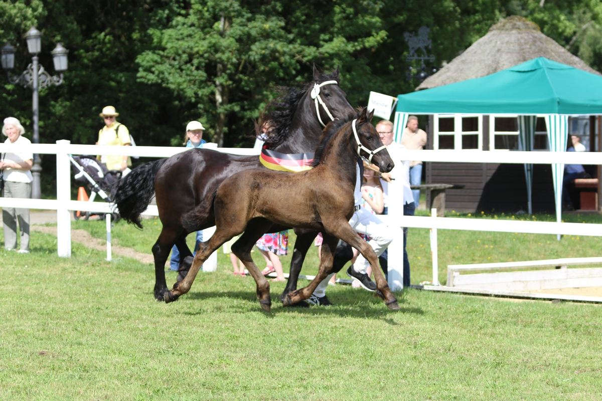 Champion Wilbert van den Meyerhöfen